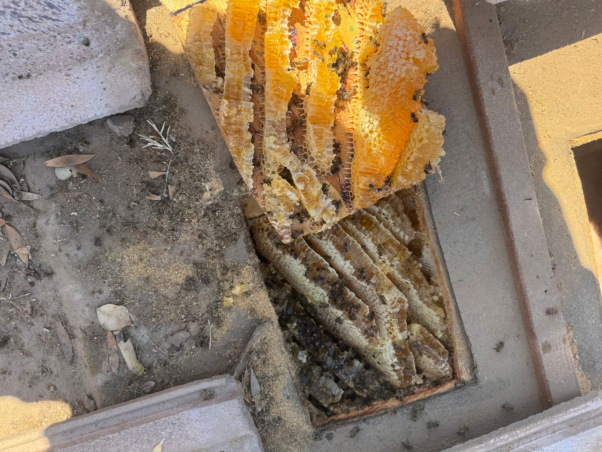 Honeycomb removal showing exposed honeycomb structure and bees in a residential area, illustrating The Buzzing