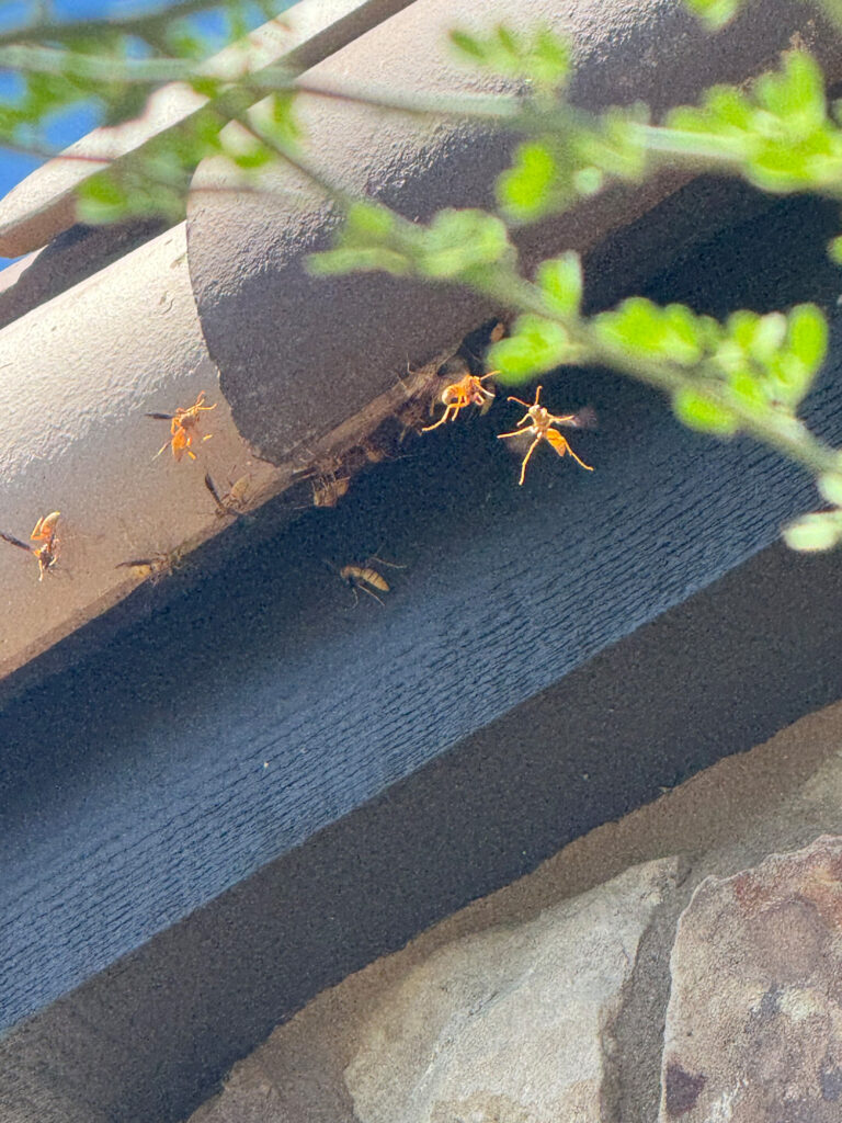 Wasp nest situated on a roof edge, featuring multiple wasps and a honey bee, highlighting