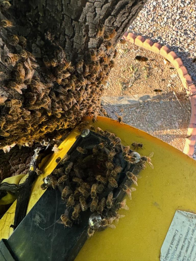 Bees clustered on a tree trunk near specialized bee vacuum equipment, illustrating live bee removal process for safe relocation.